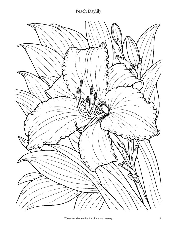 Peach Daylily — Coloring Page