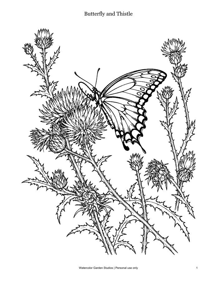 Butterfly and Thistle — Coloring Page