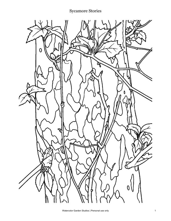 Sycamore Stories — Coloring Page