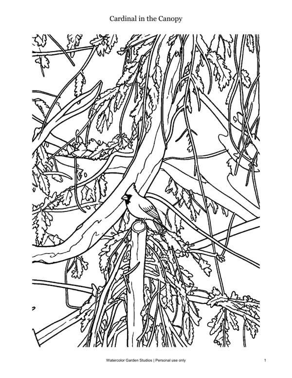 Cardinal in the Canopy — Coloring Page