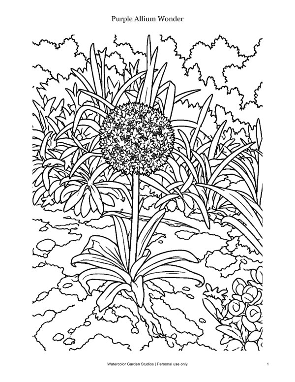 Purple Allium Wonder — Coloring Page