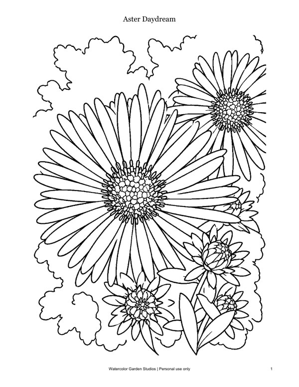 Aster Daydream — Coloring Page