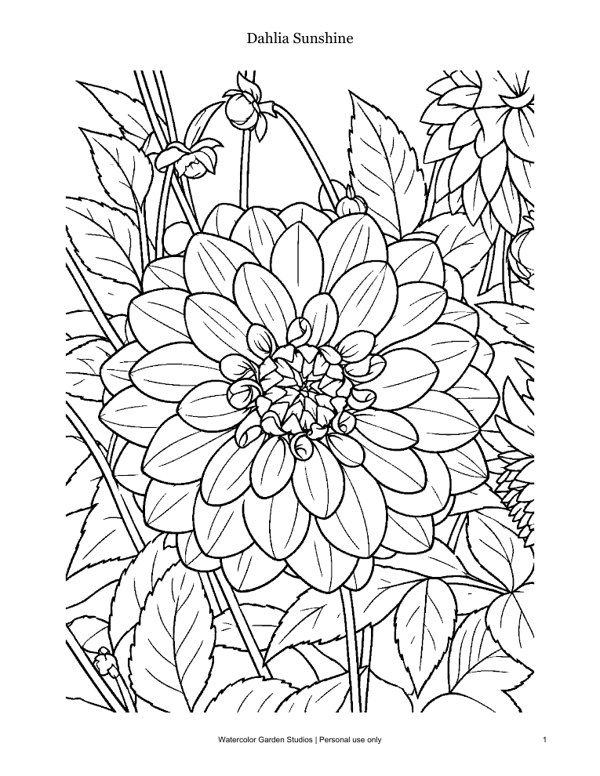 Dahlia Sunshine — Coloring Page