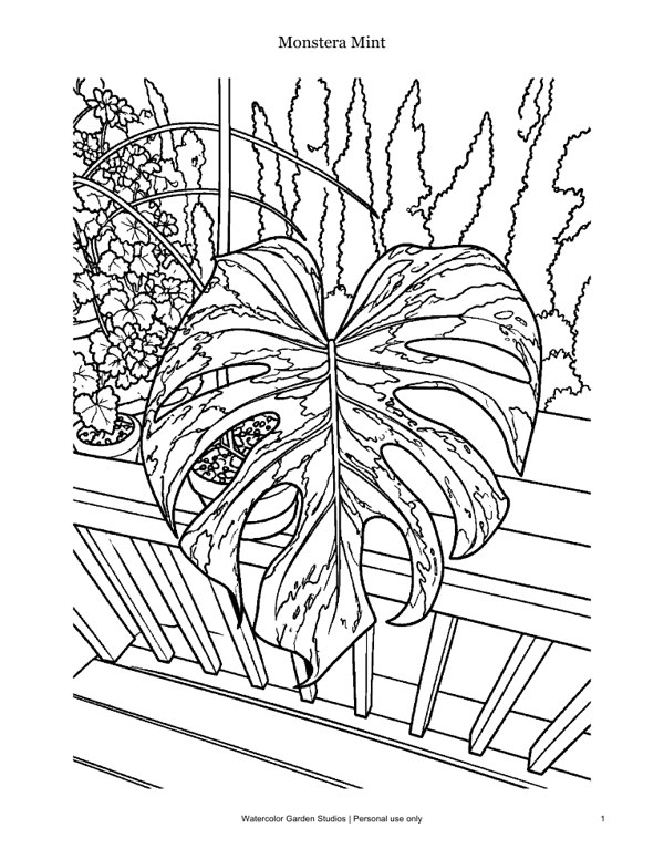 Monstera Mint — Coloring Page