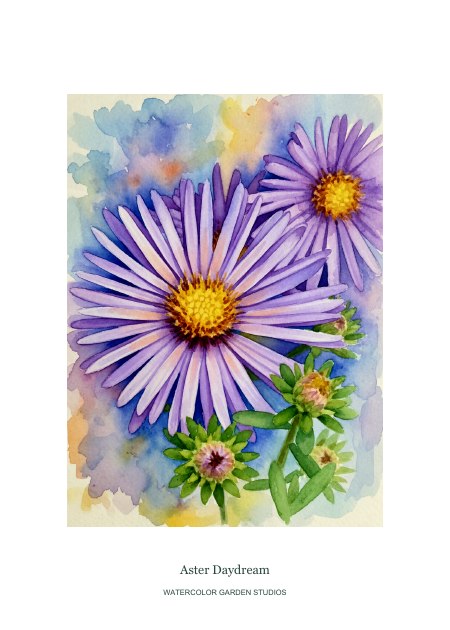 Aster Daydream