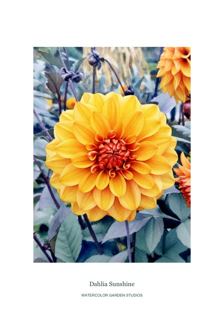 Dahlia Sunshine