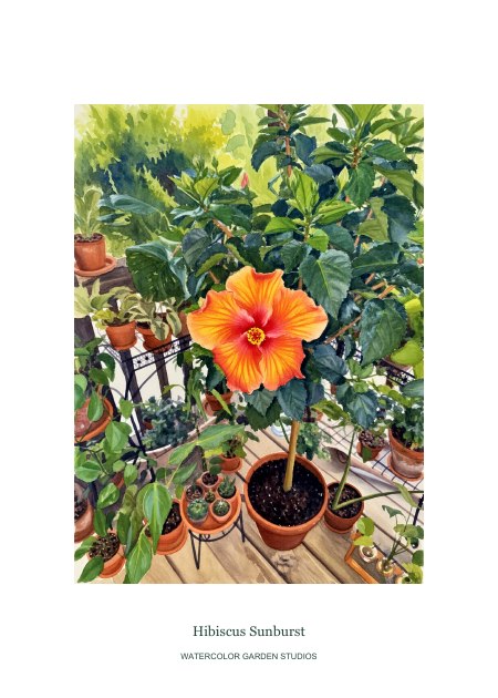 Hibiscus Sunburst
